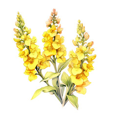 Beautiful illustration of yellow mullein flowers with green leaves, showcasing intricate details of petals and stems.
