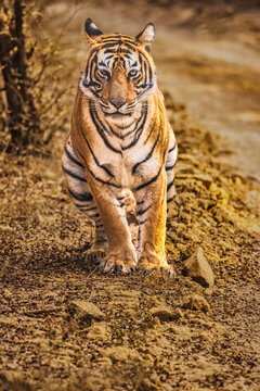 Portrait of a Tiger, Ranthambhore Tiger Refuge, India