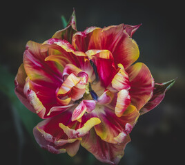 A close-up image of a lush curling pink and yellow tulip.