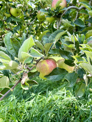Green apple on a tree surrounded by leaves
