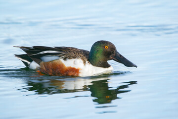 Male Northern shoveler duck is swimming in the pond waters.