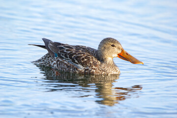Female Northern shoveler duck is swimming in the pond waters.