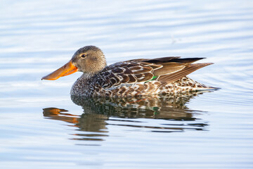 Female Northern shoveler duck is swimming in the pond waters.