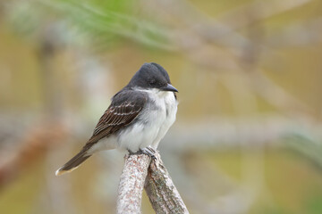 Fototapeta premium Bird Eastern kingbird is sitting on a twig in the autumn park.