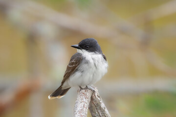 Bird Eastern kingbird is sitting on a twig in the autumn park.