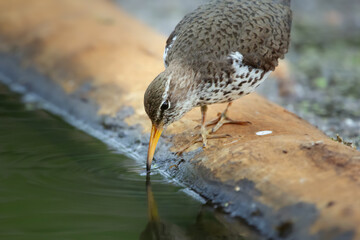 Spotted sandpiper is foraging near water from the log in wetland.