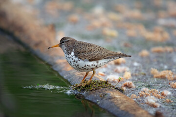Spotted sandpiper is foraging near water from the log in wetland.