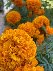 Cempasuchil tradicional