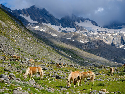 Haflinger horse on its mountain pasture (Shieling) in the Otztal Alps (Obergurgl, Rotmoostal). Austria, Tyrol