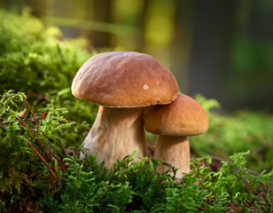 mushroom in the forest