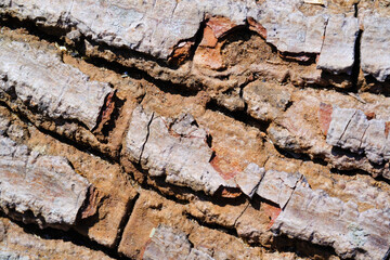 Textured Detail of Stretch marks from Pine tree bark. Close Up shot Tree bark photographed with macro lens. Extreme Close-up. Backgrounds and wallpaper. Background Photography Concepts. Indonesia