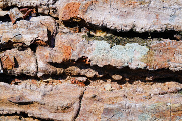 Textured Effect of Cracked Pine tree bark. Close Up shot Tree bark photographed with macro lens. Extreme Close-up. Backgrounds and wallpapers. Background Photography Concepts. Indonesia