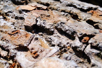 Textured Effect of Cracked Pine tree bark. Close Up shot Tree bark photographed with macro lens. Extreme Close-up. Backgrounds and wallpapers. Background Photography Concepts. Indonesia