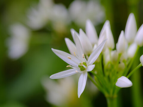 Wild garlic. Germany