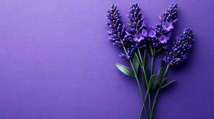 Fototapeta premium Lavender Flowers on Purple Background
