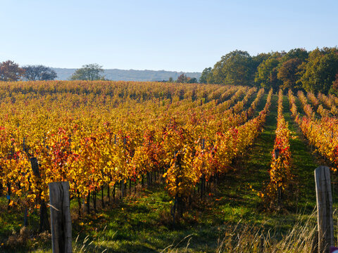 Viniculture near Koszeg in Western Transdanubia close to the Austrian border. Eastern Europe, Hungary.