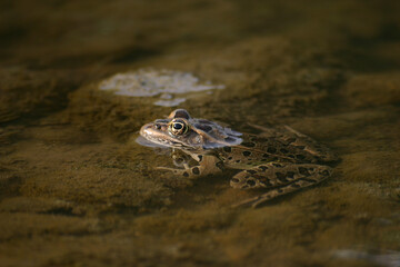 Frog’s Refuge: A Puddle Oasis. A serene frog emerges gracefully from a tranquil puddle, its head above the water. The stillness contrasts with the frog’s vibrant details, capturing a moment of natural