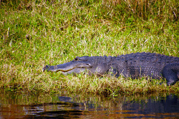 Wild Beauty: Capturing the Alligator in its Natural Everglades Habitat. Alligator in the Florida Everglades, resting at the river's edge with a lush backdrop of green vegetation.