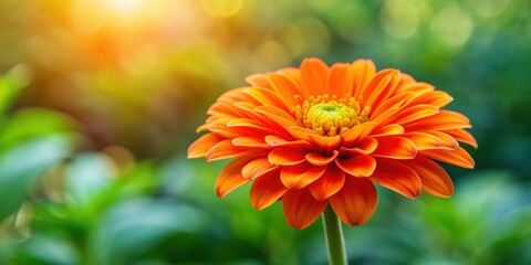 Vibrant orange flower blooming in a garden, orange, flower, bright, vibrant, garden, plant, nature, blooming, colorful, petals