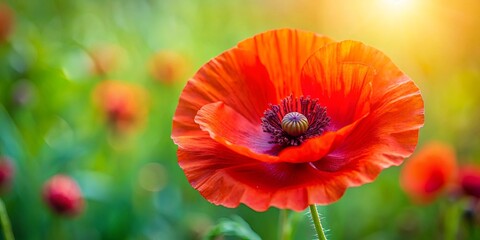 Fototapeta premium Vibrant red poppy flower closeup shot for stock photo