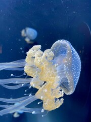 Naklejka premium Jellyfish