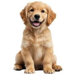 Cute Puppy Sitting