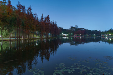 A grove of larch trees along the lake in City Park