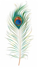 Peacock feather on a white background. Vector Illustration