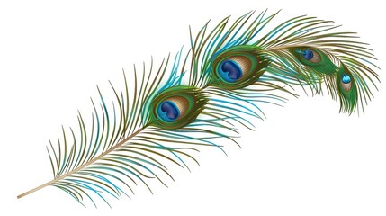 Obraz premium Peacock feather on a white background. Vector Illustration