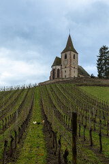 Mixed Protestant and Catholic Church of Saint Jacques le Majeur and grape vines at a vineyard, Hunawihr, a village on the Alsatian Wine Route, France.