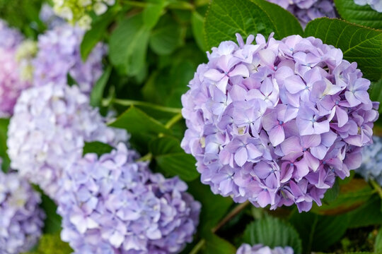 Luso, Portugal. Spring hydrangeas in bloom