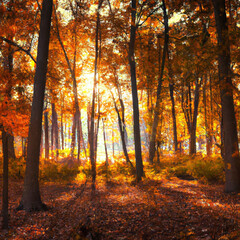 Obraz premium autumn in the forest