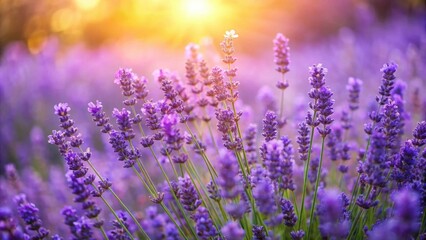 Fototapeta premium Bush of fragrant lavender flowers in full bloom during summer, creating a beautiful background, lavender, flowers, plant