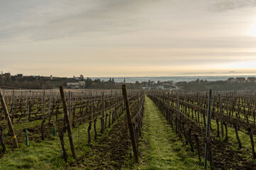 Naklejka premium Frosty vineyard view, haze and sun.