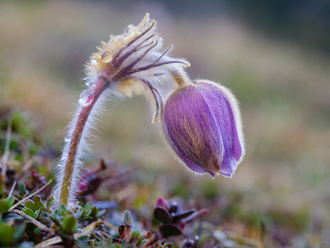Spring pasqueflower also called arctic violet, lady of the snows growing in the high mountains of the Engadin. Switzerland, Val S-Charl.