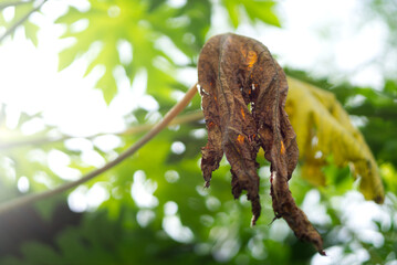 A once vibrant papaya leaf, now a testament to nature's cycle of life and death.