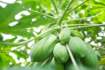 A papaya tree laden with green, unripe fruit.