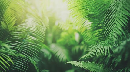 Lush Green Fern Leaves with Sunbeams Background
