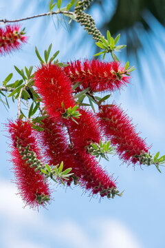 Flowers of a bottlebrush shrub