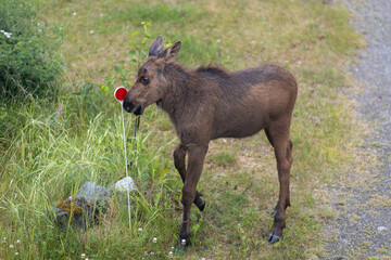 Moose Calf playing with reflector