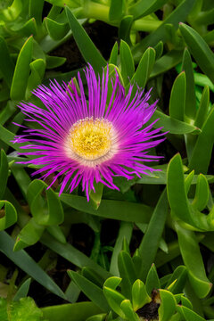 Hottentot fig plant