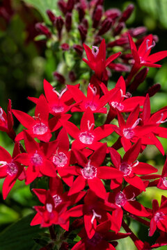 Red penta flowers