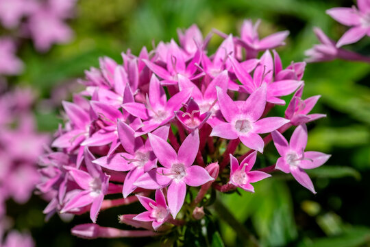 Pink penta flowers