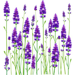 Obraz premium Purple Flowers in Full Bloom