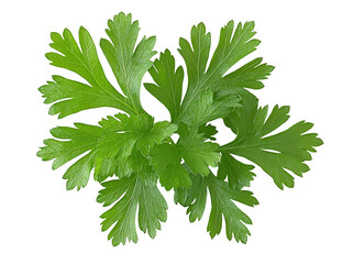 Fototapeta premium Parsley leaf isolated on transparent png