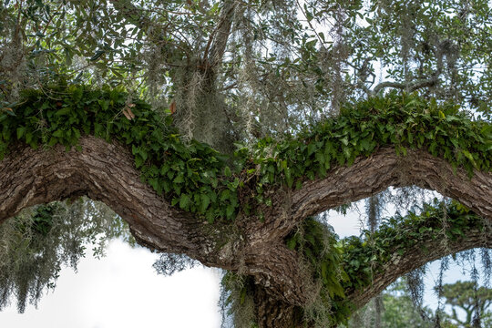 Resurrection fern on a live oak tree