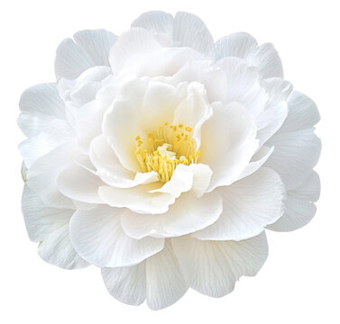 recommend clip art: White flower clipart png, Moss Rose isolated on white background