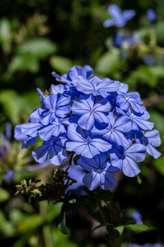 Plumbago plant