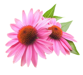 Echinacea flowers closeup isolated on white background