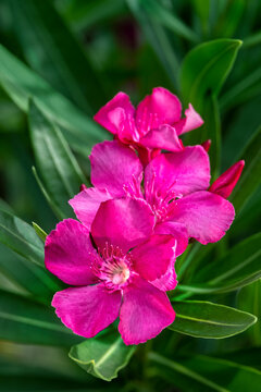 Pink oleander